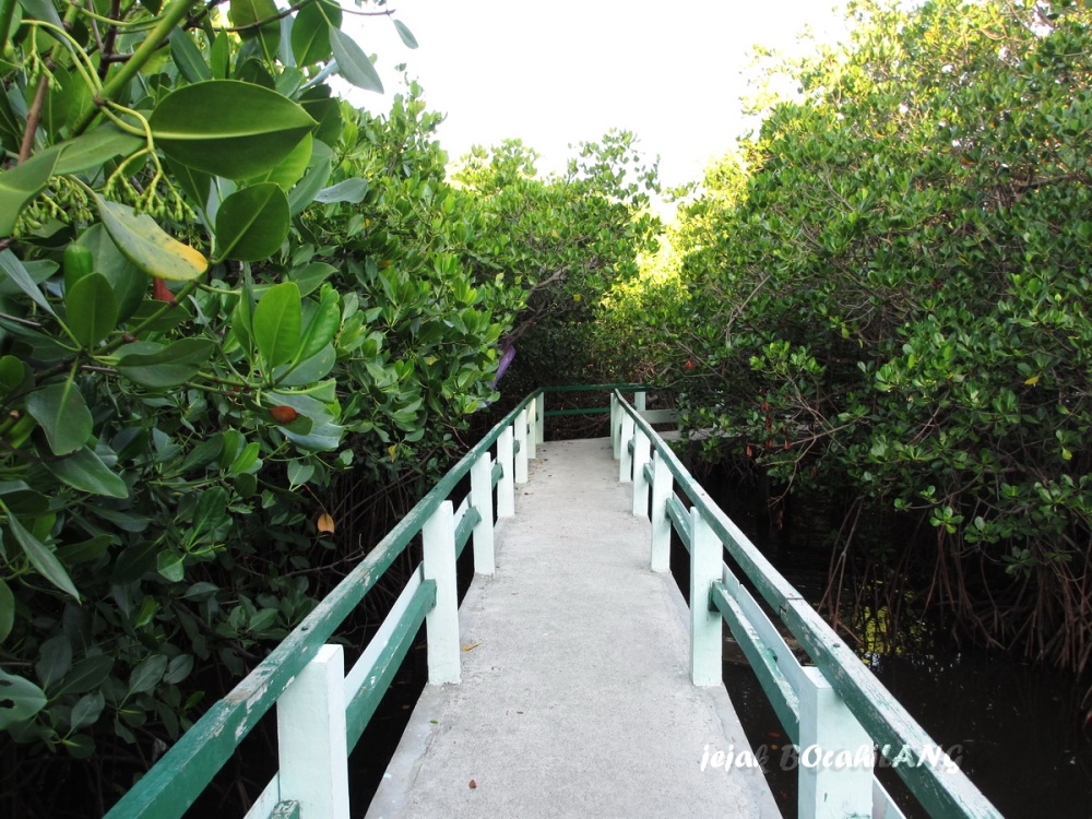 mangrove TN Baluran